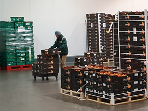 Chile Fruit Packing Inspections